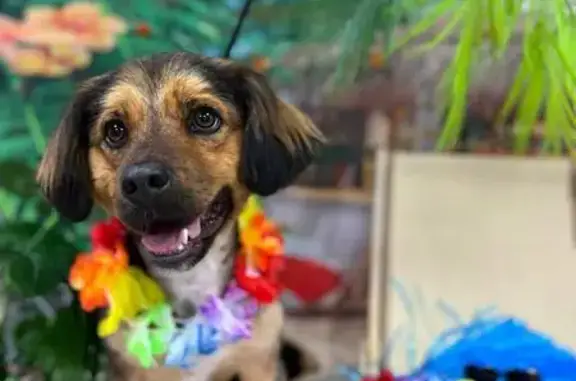 Пропала собака, ул. Жигуленко, 67