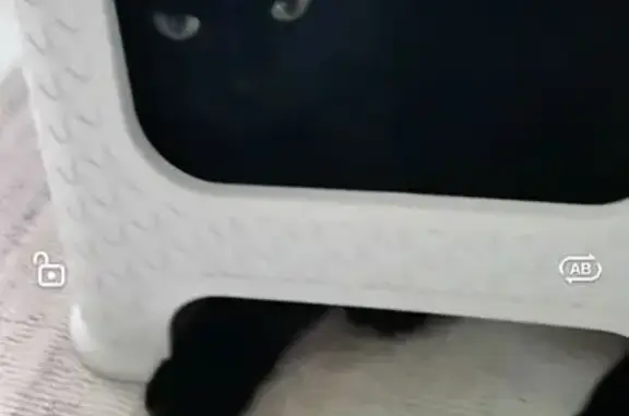 Кошки потеряшки, Самарская область, фото: Потеряшка кошка в Сызрани, Самарская обл.