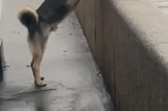 Собака найдена: Бахрушина 32 с1, Москва