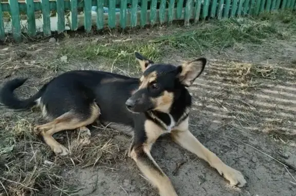 Собаки потеряшки, Иркутск, фото: Потеряшка собака на бульваре Постышева, Иркутск