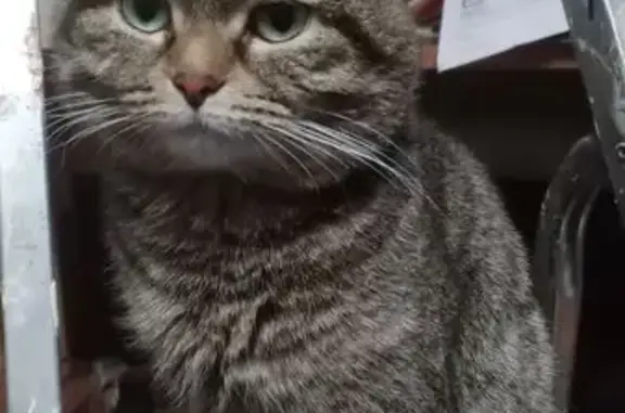 Пропала кошка, Белозерская ул. 19, Москва