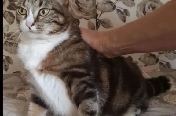 Кошки потеряшки, Ивантеевка, фото: Потеряшка кошка, Ивантеевка, Советский 22/6