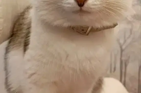 Пропала кошка в районе Заводская, 7, Дивногорск