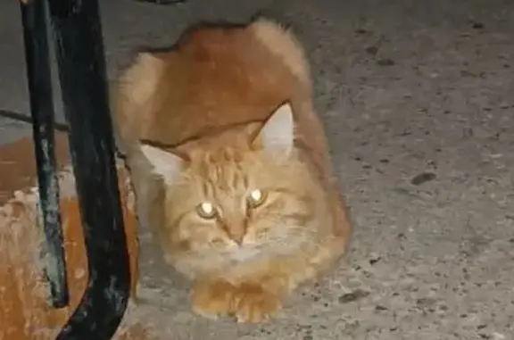 Кошка найдена: Салмышская 52, Оренбург