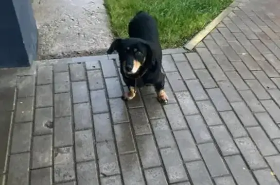 Найдена собака, , фото: Найдена такса, Псковская ул, 70, Вел. Новг.