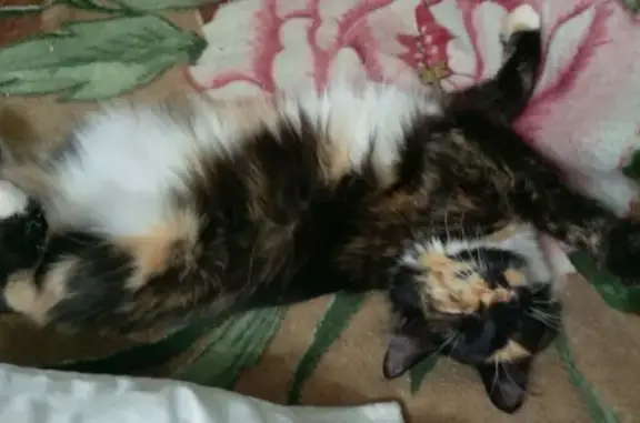 Кошки потеряшки, Гай, фото: Потеряшка кошка, Днепропетровская 1, Гай