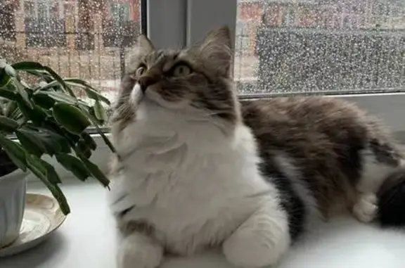 Кошки потеряшки, Зубово, фото: Потеряшка кот Ричи в Зубово, Башкортостан