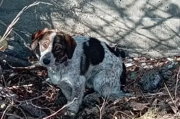 Найдена собака, 58А, Чита