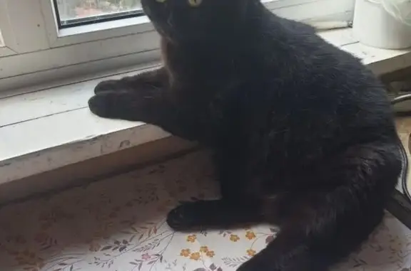 Кошки потеряшки, Кемерово, фото: Потеряшка кошка, Соборная 24, Кемерово