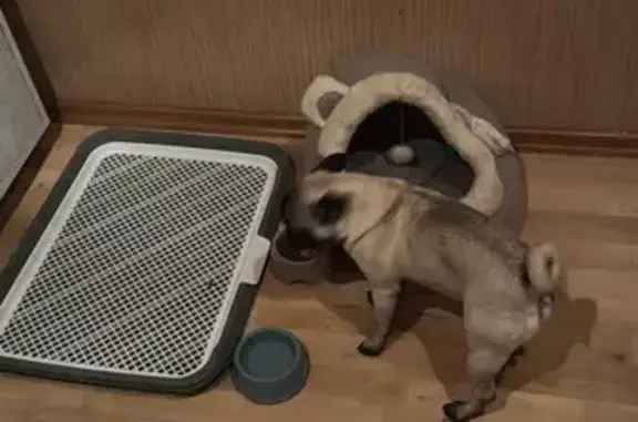 Пропала собака, ул. Свободы 141, Самара