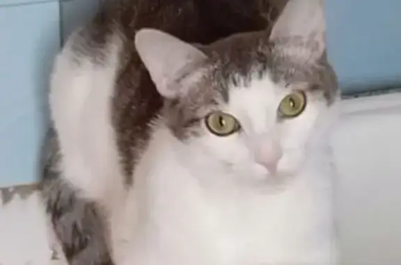 Кошки потеряшки, Тверь, фото: Потеряшка кошка, ул. Скворцова-Степанова, 9