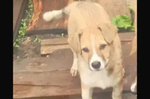 Пропала собака, Средний Кондратьевский 10