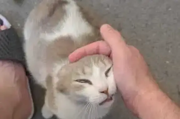 Кошки потеряшки, Ростов-на-Дону, фото: Потеряшка кошка, Портовая ул. 458/52, Ростов-на-Дону