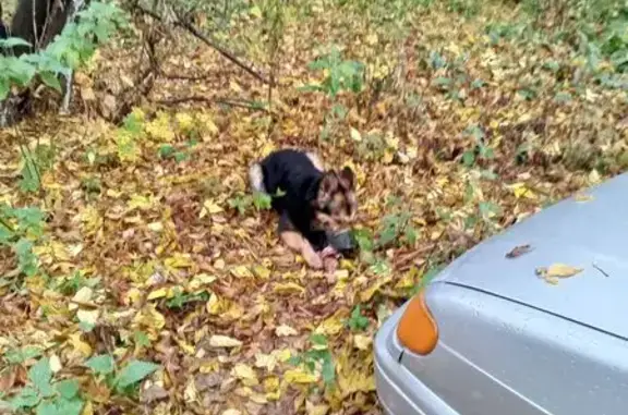 Найдена собака, бульвар Гусева, 8, Тверь