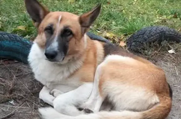 Найдена собака, Чебоксары, фото: Собака найдена на бульваре Миттова, 21