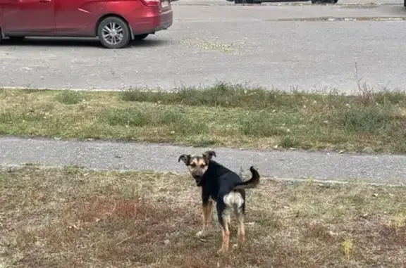 Найдена собака, , фото: Щенок найден: Сухумская ул., Пенза