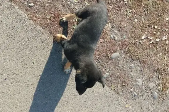 Найдена собака, Абакан, фото: Найдена собака на ул. Димитрова, Абакан