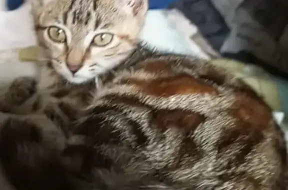 Кошки потеряшки, Артём, фото: Потеряшка кошка на Кирова, 93, Артём