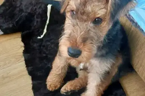 Найдена собака, Смоленская, фото: Щенок эрдельтерьера найден: ул. Мира, Смоленская