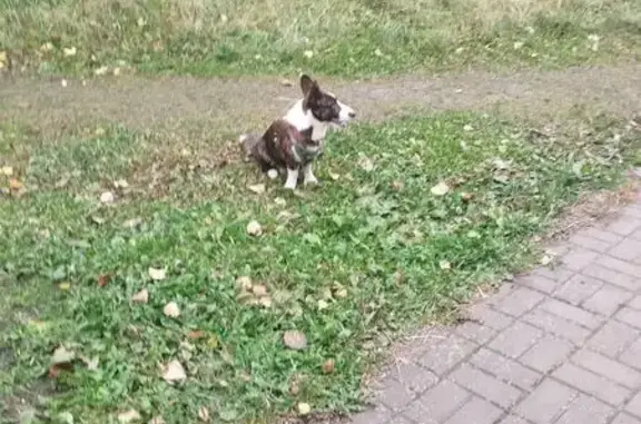 Найдена собака, Санкт-Петербург, фото: Найдена собака, Петергофское ш. 84 к1А