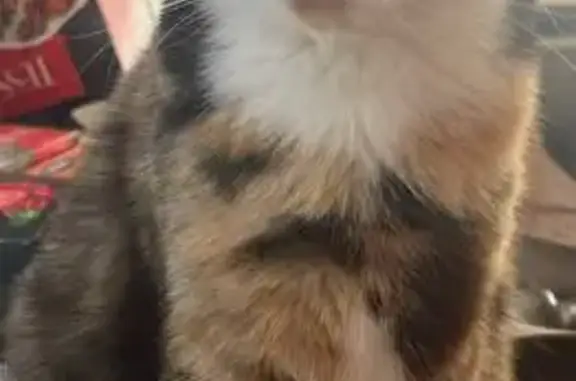 Кошки потеряшки, Барыш, фото: Потеряшка кошка, Почтовый пер., Барыш