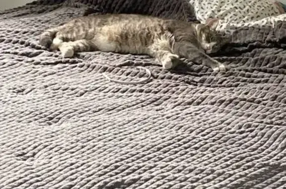 Пропал котик, Фортунатовская ул., 27А