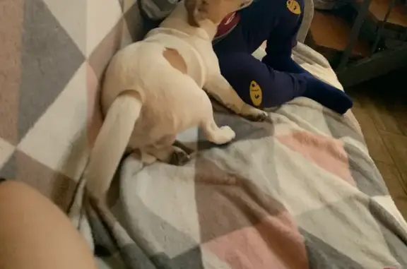 Пропала собака, ул. Кеплера 76