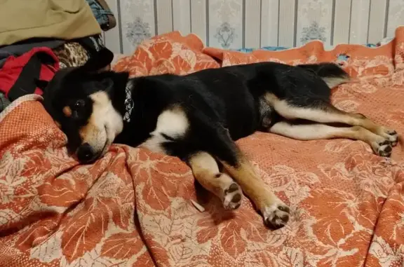 Найдена собака, Череповец, фото: Собака найдена на Годовикова, 14, Череповец