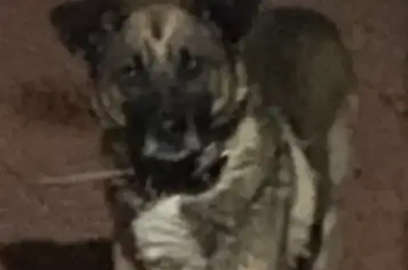 Собаки потеряшки, Чита, фото: Потеряшка собака, Казачья ул., Чита