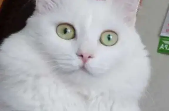 Пропала кошка, Пригородная ул. 5, Обь