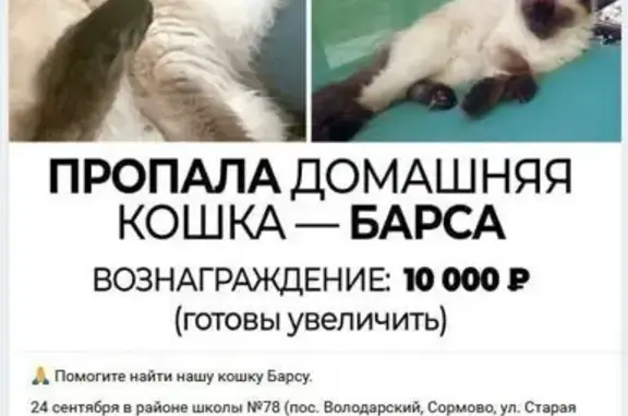 Пропала кошка, ул. Старая Канава 159