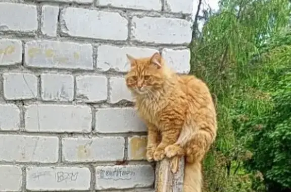 Пропал кот, Ленинградское шоссе, 5