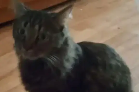 Кошки потеряшки, Ставрополь, фото: Потеряшка кошка, Шеболдаева 3/5, Ставрополь