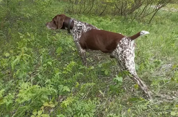 Собаки потеряшки, Пенза, фото: Потеряшка собака, Индустриальная, 36