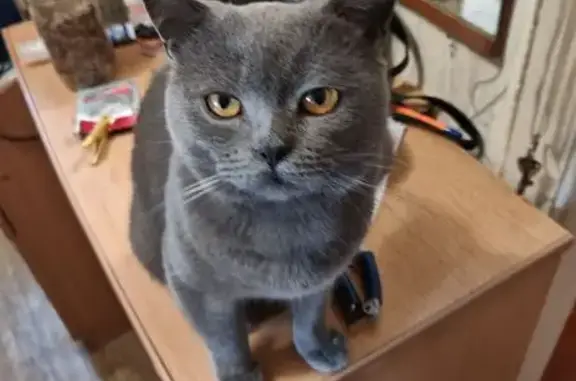 Кошки потеряшки, Липецк, фото: Потеряшка кошка, Балмочных 7, Липецк