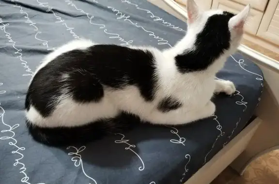 Найдена кошка, , фото: Кошка найдена: ул. 70 лет Октября, Тольятти