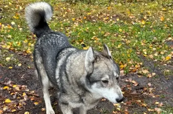 Найдена собака, , фото: Собака найдена: Брусничная ул, 21, Чарушины