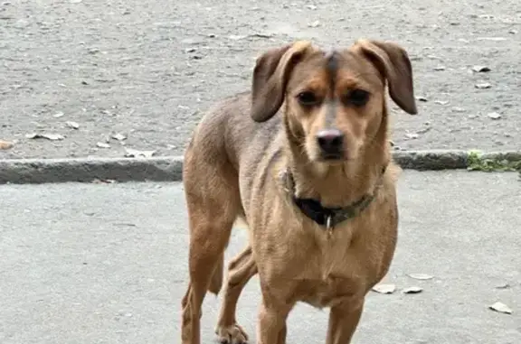 Найдена собака, Барабинская 6, Хабаровск