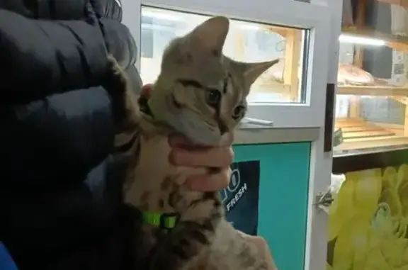 Найдена кошка, Краснодарский край, фото: Котенок найден на ул. Дзержинского, Краснодар.