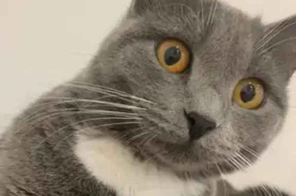 Кошки потеряшки, Емельяново, фото: Потеряшка кошка, Емельяново, Красноярск