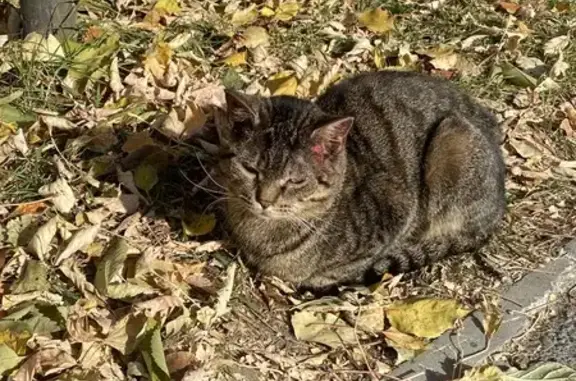 Найдена кошка, Тюмень, фото: Кошка найдена: ул. Чаплина, 126, Тюмень