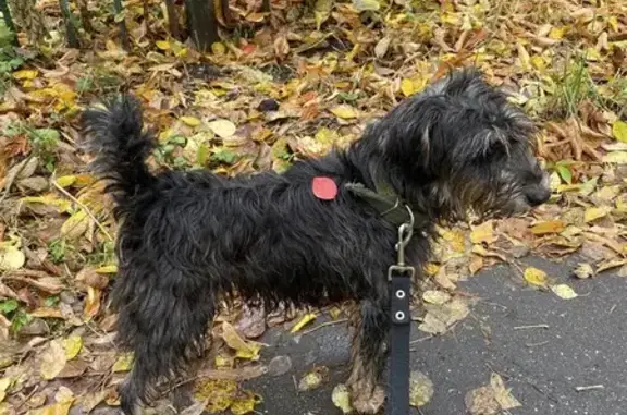 Собаки потеряшки, Москва, фото: Потеряшка собака на ул. Петра Романова, 28