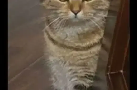 Кошки потеряшки, Молодежный, фото: Потеряшка кошка, Зелёная ул. 3, Молодёжный