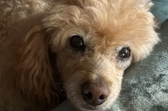 Собаки потеряшки, Калуга, фото: Потеряшка пудель Чарли, Ромодановская, Калуга