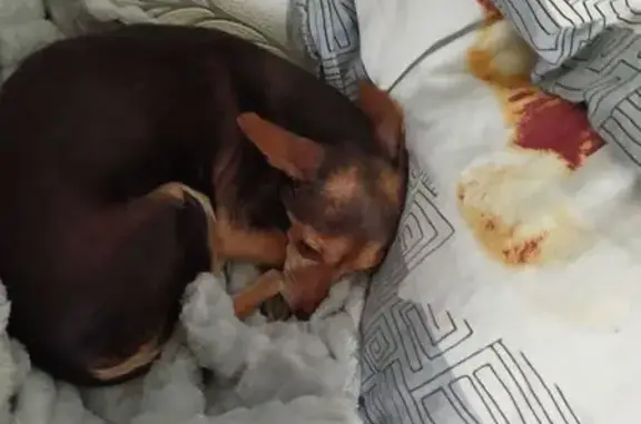 Собака найдена: Краснофлотская, Челябинск