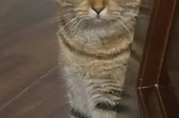 Кошки потеряшки, Молодежный, фото: Потеряшка кот, Зелёная ул., 3, Молодёжный