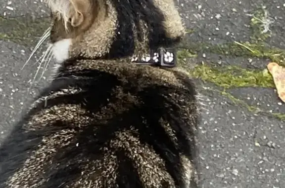 Найдена кошка, Архангельск, фото: Кошка найдена: ул. Р. Куликова 21, Арх.