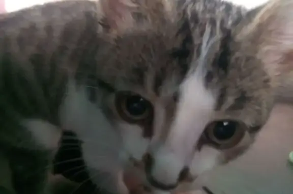 Кошки потеряшки, Тулун, фото: Потеряшка кошка в Тулуне, Иркутская обл.