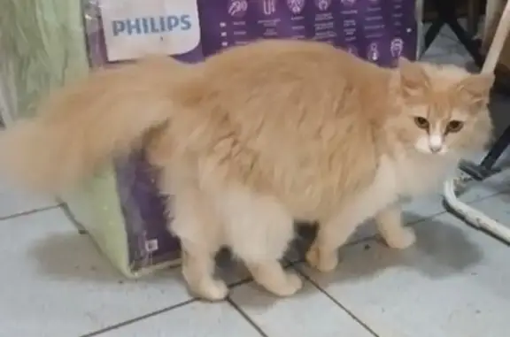 Кошка найдена: Полесская ул., Орёл