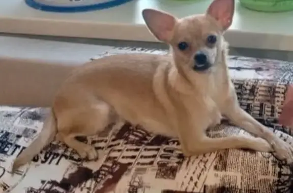 Пропала собака на Комсомольской, Красноуральск